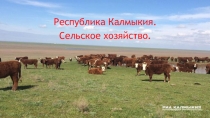 Презентация к исследовательской работе Сельское хозяйство.Республика Калмыкия
