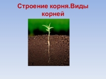 Презентация к уроку естествознания в 7 классе на тему Строение корня. Виды корней.