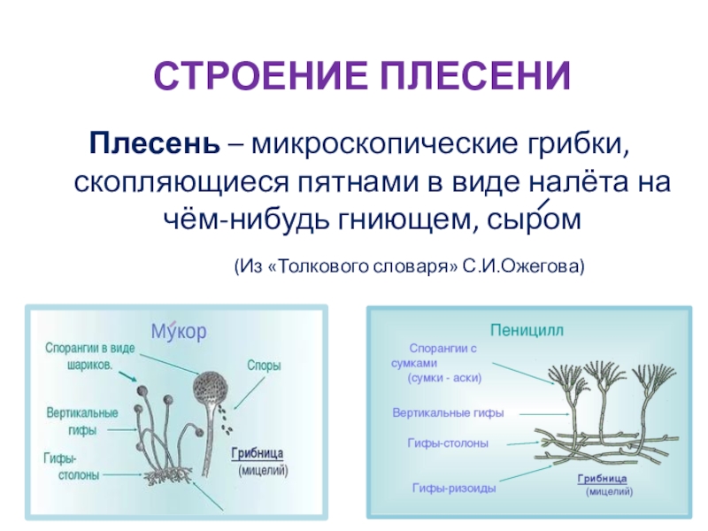 Презентация по окружающему мируПлесень - опасная или добрая соседка? СТРОЕНИЕ ПЛЕСЕНИПлесень – микроскопические грибки, скопляющиеся пятнами в виде налёта на СТРОЕНИЕ ПЛЕСЕНИПлесень – микроскопические грибки, скопляющиеся пятнами в виде налёта на чём-нибудь гниющем, сыром