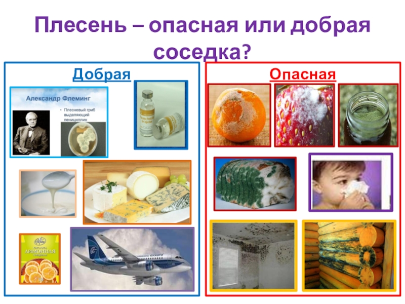 Презентация по окружающему мируПлесень - опасная или добрая соседка? Плесень – опасная или добрая соседка?ДобраяОпасная Плесень – опасная или добрая соседка?ДобраяОпасная