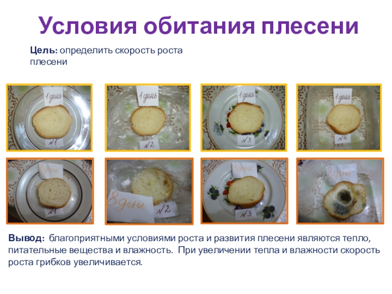 Презентация по окружающему мируПлесень - опасная или добрая соседка? Условия обитания плесениВывод: благоприятными условиями роста и развития плесени являются Условия обитания плесениВывод: благоприятными условиями роста и развития плесени являются тепло, питательные вещества и влажность. При
