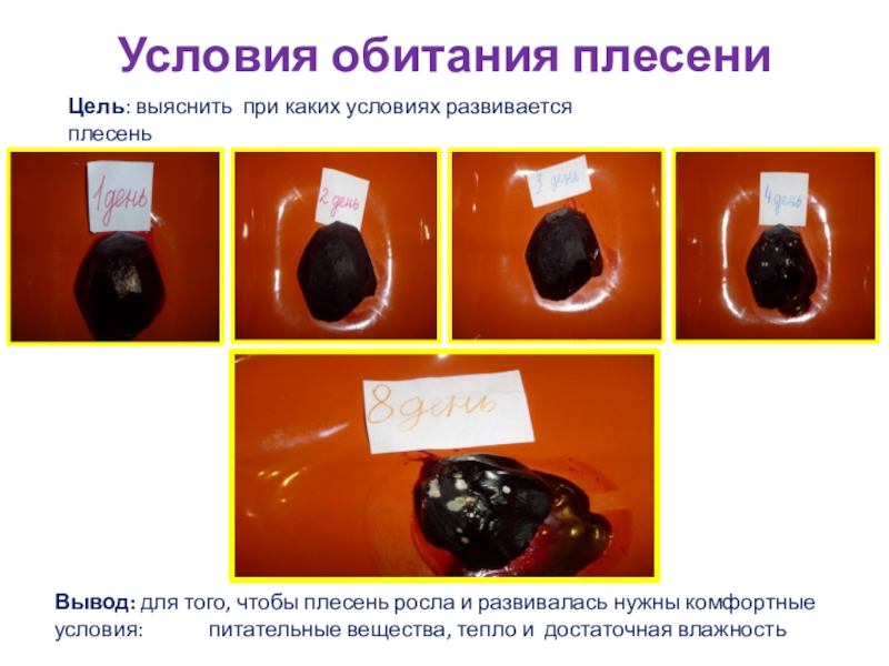 Презентация по окружающему мируПлесень - опасная или добрая соседка? Условия обитания плесениВывод: для того, чтобы плесень росла и развивалась нужны Условия обитания плесениВывод: для того, чтобы плесень росла и развивалась нужны комфортные условия:
