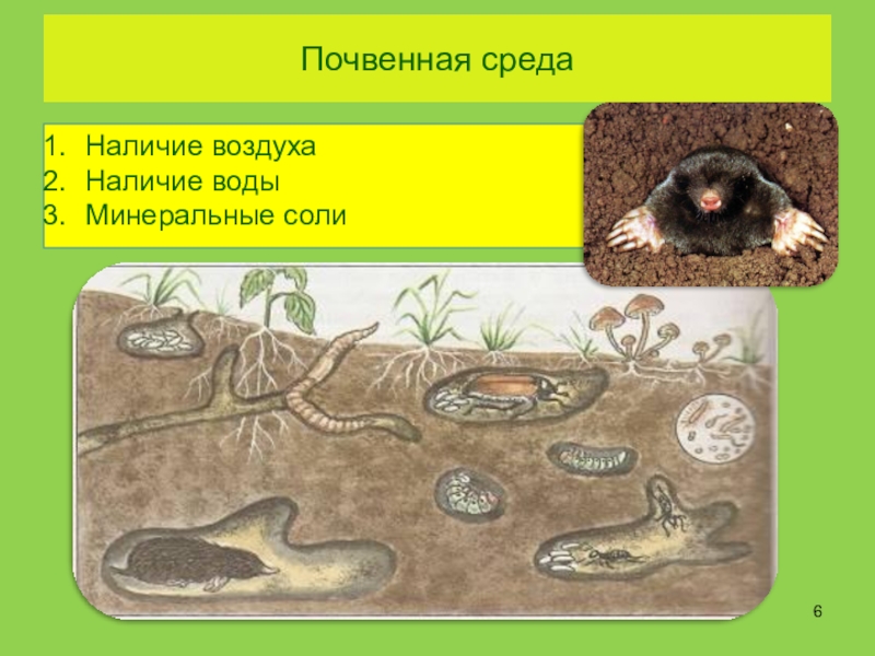 Среды жизни планеты Земля Почвенная средаНаличие воздухаНаличие водыМинеральные соли Почвенная средаНаличие воздухаНаличие водыМинеральные соли