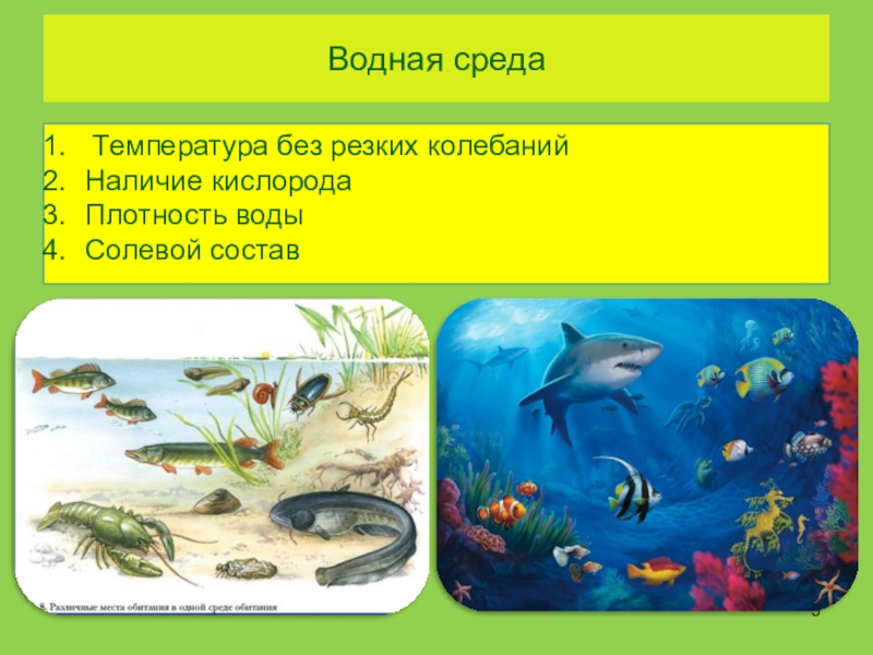 Среды жизни планеты Земля Водная среда Температура без резких колебанийНаличие кислородаПлотность водыСолевой состав Водная среда Температура без резких колебанийНаличие кислородаПлотность водыСолевой состав