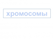 Презентация по Биологии на тему Хромосомы и хромосомные перестройки