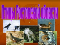 Презентация Птицы Ростовской области