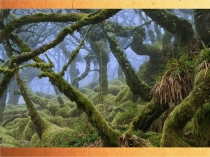 Презентация Путешествие по реке времени: история происхождения первого человека