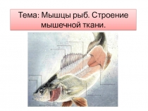 Презентация Мышцы рыб. Строение мышечной ткани