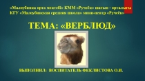 Презентация Верблюд ознакомление с окружающим миром старшая группа