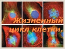 Презентация по биологии на тему