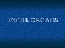 Презентация Inner parts of the human body