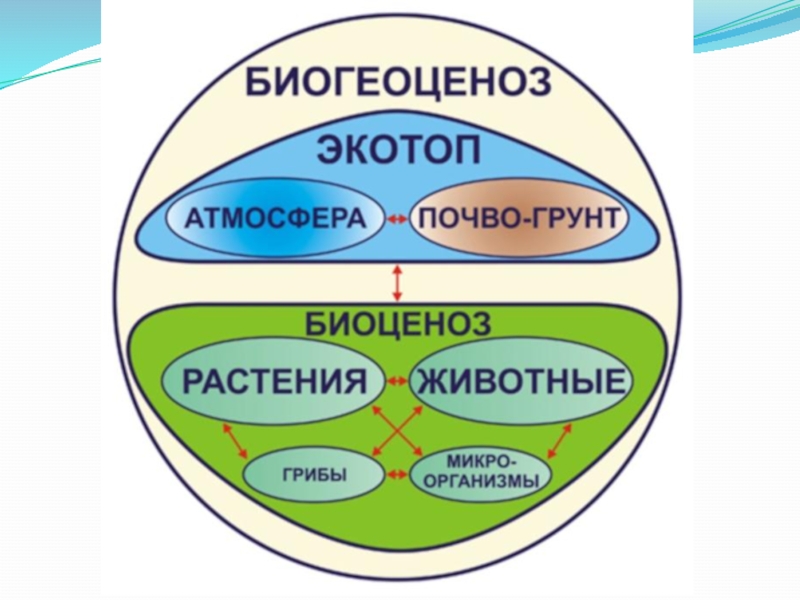 Биогеоценоз презентация 11 класс