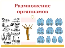 Презентация по биологии на тему: Размножение организмов
