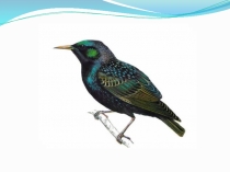 Презентация Орман тұрғындарының үйі