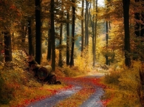 Презентация по окружающему миру на тему Что такое хвоинки?(1 класс)