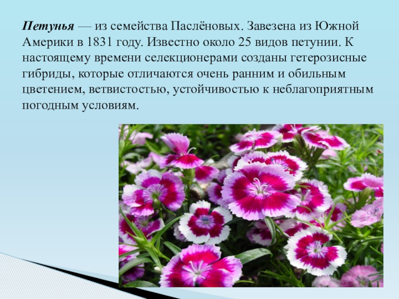 Презентация к социальному проекту Клумба Петунья — из семейства Паслёновых. Завезена из Южной Америки в 1831 Петунья — из семейства Паслёновых. Завезена из Южной Америки в 1831 году. Известно около 25 видов петунии.