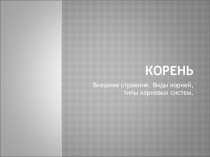Презентация по биологии Строение и функции корня