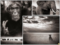 Презентация к интегрированному уроку (география и биология) Природные зоны Африки (7 класс)