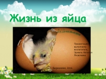 Презентация по экологическому образованию Жизнь из яййца