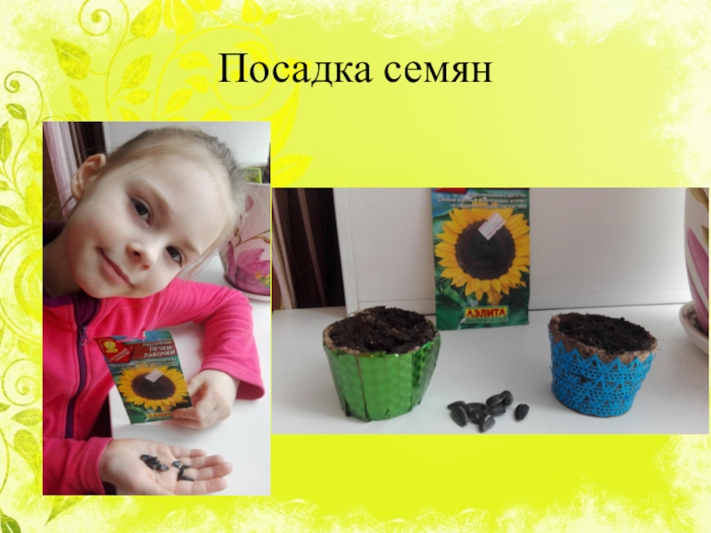 Как растёт цветок солнца под звуки флейты Посадка семян Посадка семян
