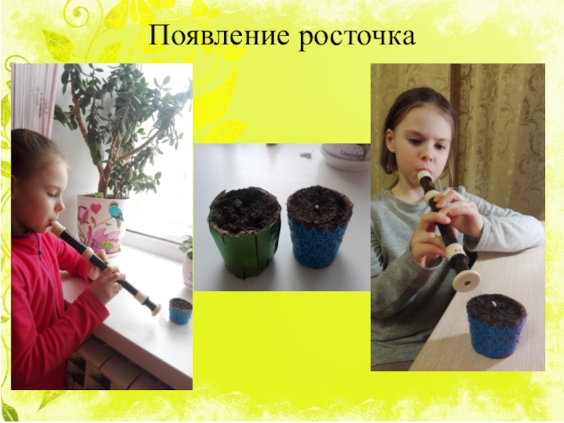 Как растёт цветок солнца под звуки флейты Появление росточка Появление росточка