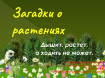 Презентация по внеурочной деятельности Загадки о растениях (1-4 класс)