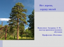 Презентация к сообщению по теме: Нет дерева сердцу милей для профессии Плотник 1 курс