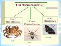 Учебная презентация по теме Тип Членистоногие