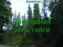 Презентация по географии на тему Тайга ( 8 класс)