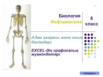 Адам қаңқасы және оның бөлімдері. EXCEL-дің графикалық мүмкіндіктері .