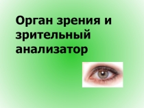 Презентация 8 класс Орган зрения