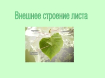 Презентация по биологии на тему Внешнее строение листа коррекционная школа VIII вида