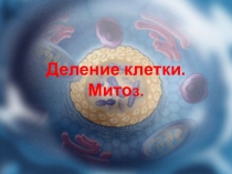Презентация по биологии на тему Деление клетки. Митоз.