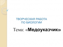 Презентация по биологии на тему: Медоуказчик