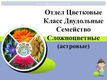 Презентация по биологии на тему семейство сложноцветные