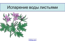 Презентация по биологии на тему Испарение воды листьями (6 класс)