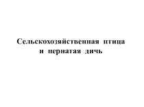 Презентация Сельскохозяйственная птица и пернатая дичь