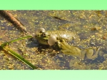 Презентация к уроку чтения. Гаршин. Лягушка-путешественница.