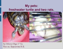 The project about my pets by Orlova O. 5A form