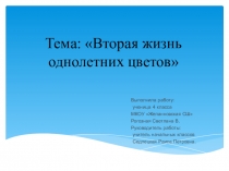 Презентация исследовательской работы на тему Вторая жизнь однолетних растений (4 класс)