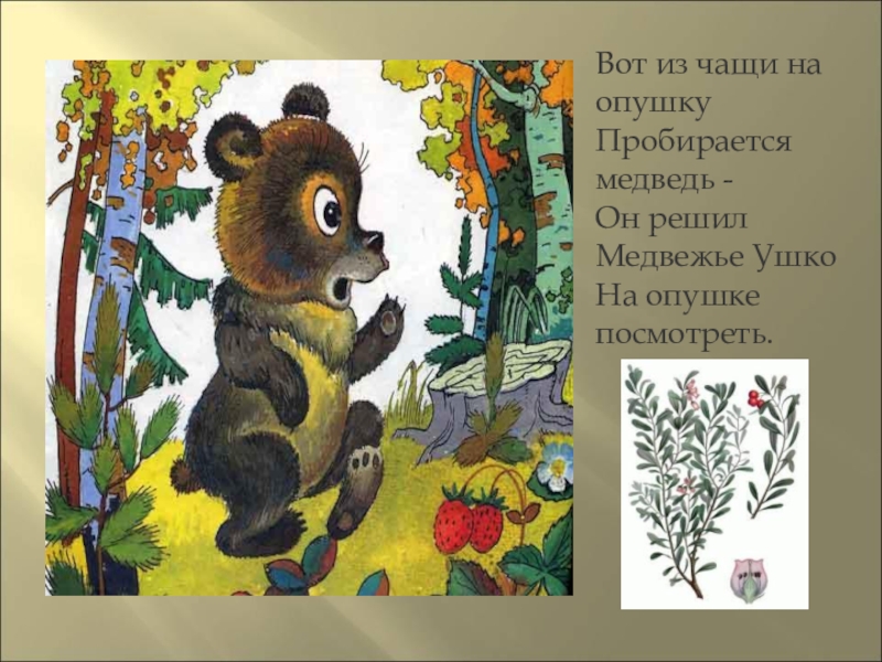 Презентация : Сказки про лекарственные растения Вот из чащи на опушку Пробирается медведь - Он решил Медвежье Ушко На опушке посмотреть. Вот из чащи на опушку Пробирается медведь - Он решил Медвежье Ушко На опушке посмотреть.
