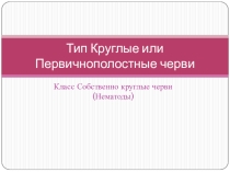 Презентация по биологии на тему Тип Круглые черви