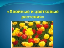 Презентация Хвойные цветковые растения