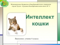 Презентация к исследовательской работе Интеллект кошки