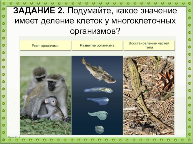 Презентация по биологии на тему Образование новых клеток ЗАДАНИЕ 2. Подумайте, какое значение имеет деление клеток у многоклеточных организмов? ЗАДАНИЕ 2. Подумайте, какое значение имеет деление клеток у многоклеточных организмов?