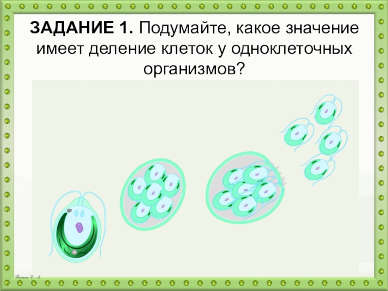 Презентация по биологии на тему Образование новых клеток ЗАДАНИЕ 1. Подумайте, какое значение имеет деление клеток у одноклеточных организмов? ЗАДАНИЕ 1. Подумайте, какое значение имеет деление клеток у одноклеточных организмов?