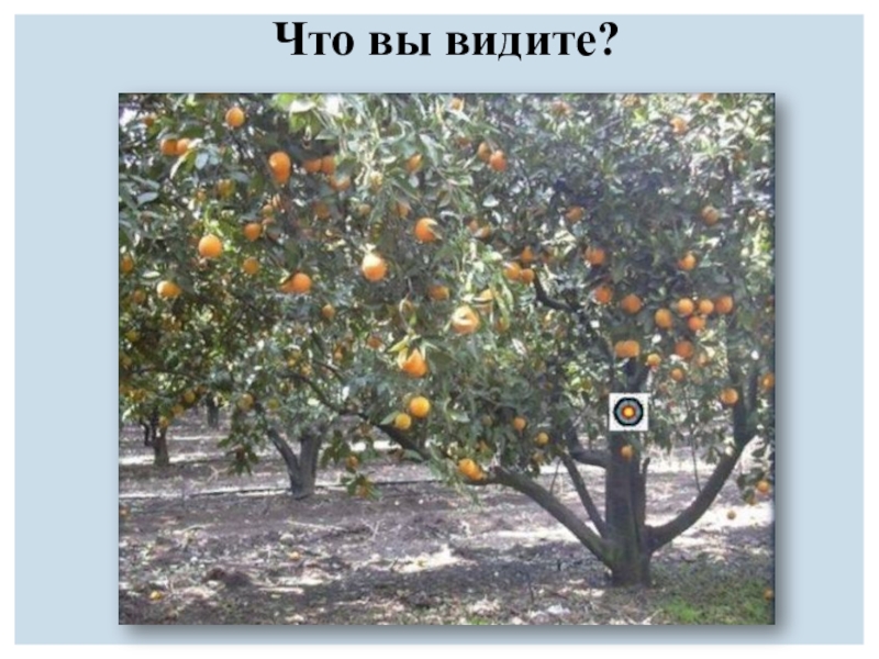 Презентация к уроку по профессиональному самоопределению (9 класс) Что вы видите? Что вы видите?