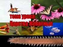 Презентация по биологии для 7 класса на тему: Царство Животные