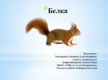 Презентация по биологии на тему Белка (8 класс)