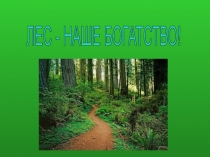 Презентация Лес- наше богатство